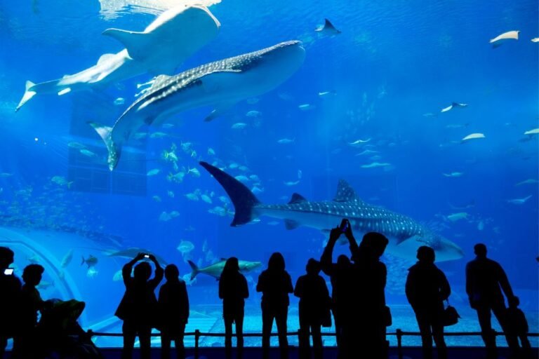 Dubai Mall Aquarium